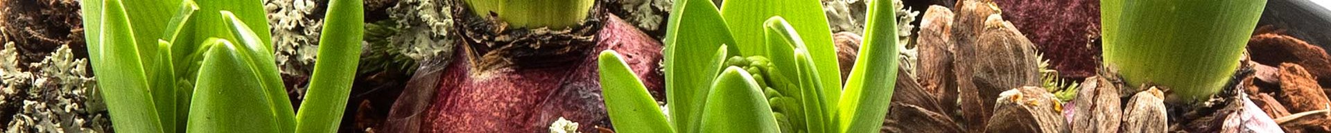 To afskårne løgplanter med grønne skud, omkranset af mos og kongler. Løgene har en mørkerød farve, og arrangementet understreger en naturlig, organisk atmosfære.